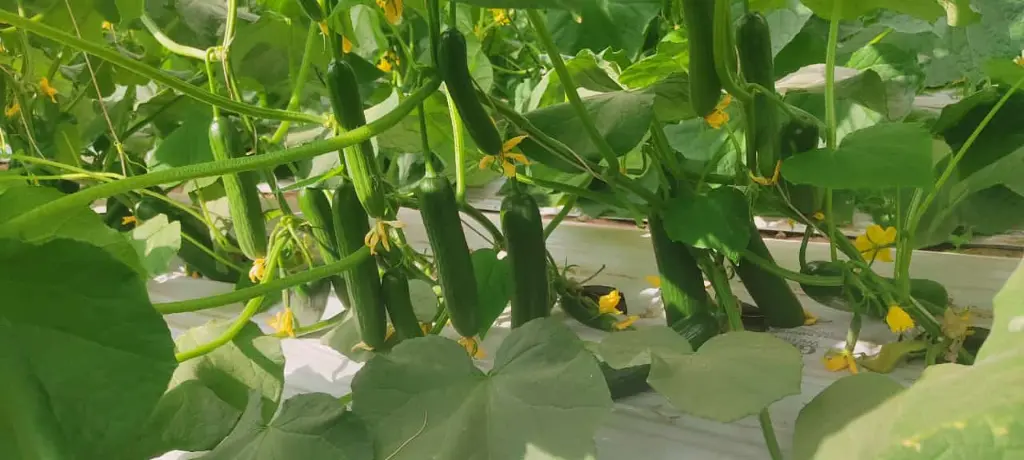 cucumber plant